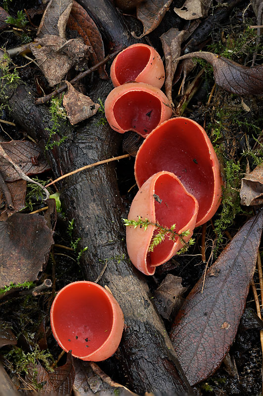 Sarcoscypha austriaca